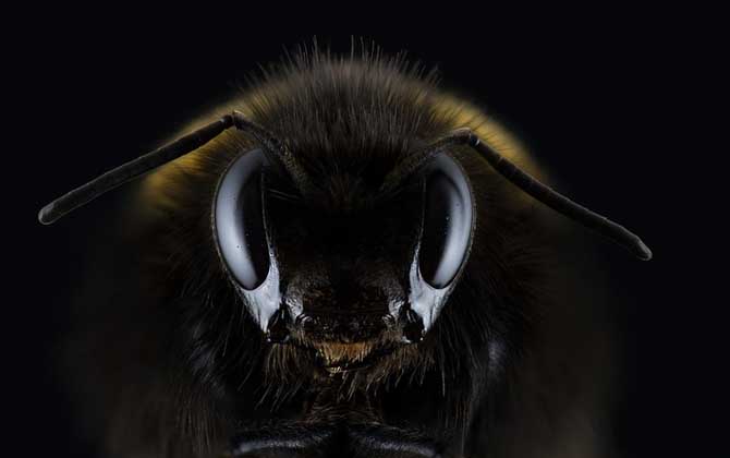 黑色蜂有毒图片