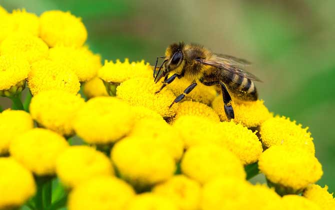 蜂蜜的功效 蜂蜜的5种食疗养生秘方