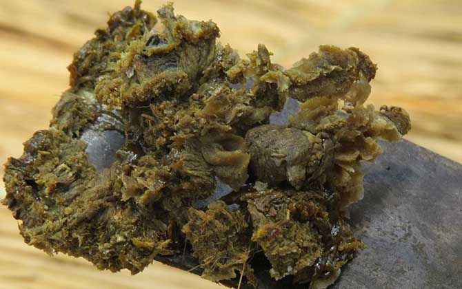 蜂胶有哪些副作用与禁忌?-水蜂源