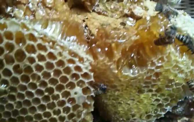 真正土蜂蜜多少钱一斤?-水蜂源