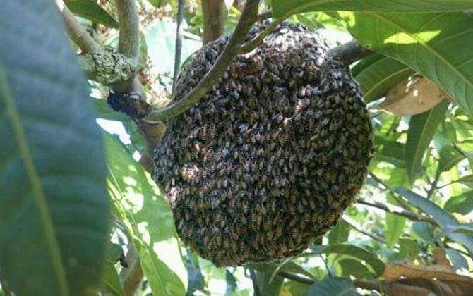 黑小蜜蜂能人工养殖吗?-水蜂源