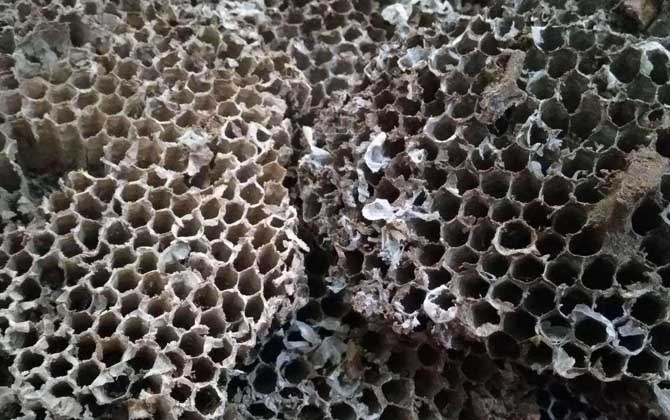 露蜂房治疗鼻炎怎么用？