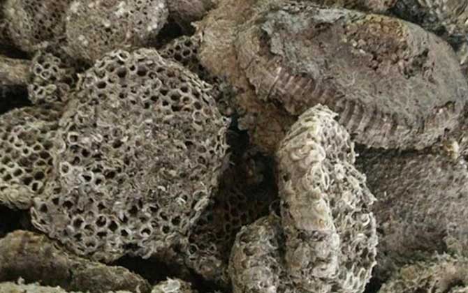 露蜂房治疗鼻炎怎么用？