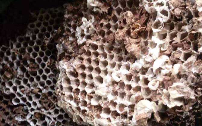 露蜂房治疗鼻炎怎么用？