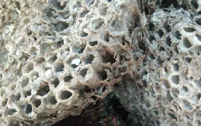 露蜂房治疗鼻炎怎么用？